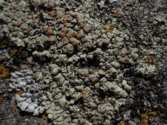 Protoparmeliopsis muralis