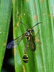 Eustenogaster micans