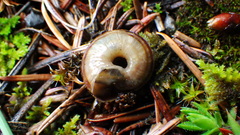 Oreohelix