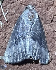 Ogdoconta