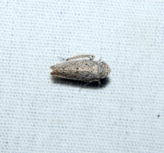 Paraphlepsius