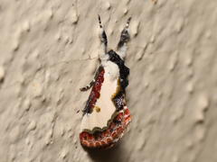 Eudryas unio