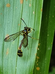Eustenogaster micans