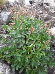 Penstemon ellipticus