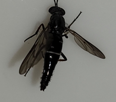 Ozodiceromyia