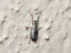 Cyrtepistomus castaneus