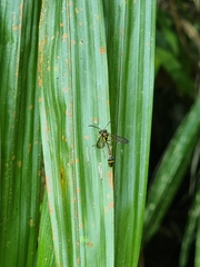 Eustenogaster micans