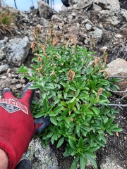Penstemon ellipticus