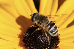 Eristalis stipator