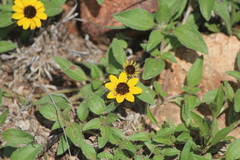 Sanvitalia procumbens
