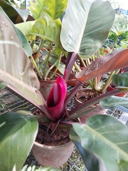 Philodendron