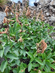 Penstemon ellipticus