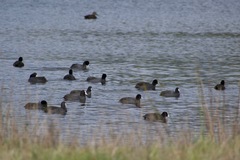 Fulica atra australis