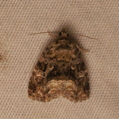 Protodeltote muscosula