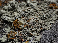 Protoparmeliopsis muralis