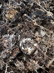 Descomyces