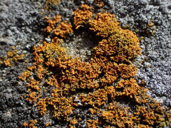Polycauliona candelaria
