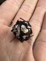 Descomyces
