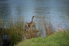 Anhinga novaehollandiae