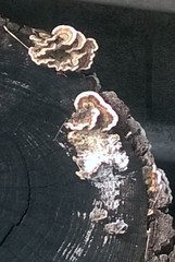 Trametes versicolor
