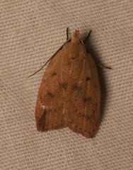 Machimia tentoriferella