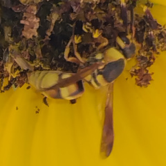 Euodynerus hidalgo