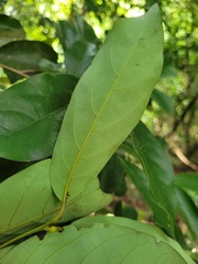 Cryptocarya concinna