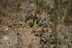 Eriogonum nudum