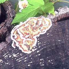 Trametes versicolor