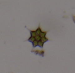 Monactinus simplex echinulatum