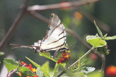 Protographium epidaus epidaus