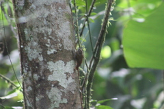 Glyphorynchus spirurus