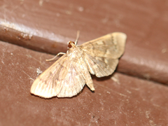 Herpetogramma aeglealis