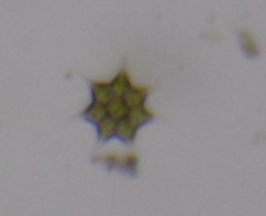 Monactinus simplex echinulatum