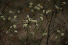 Eriogonum nudum