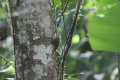 Glyphorynchus spirurus