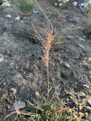 Elymus elymoides