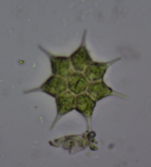 Monactinus simplex echinulatum