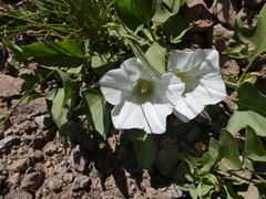 Calystegia