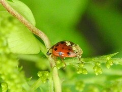 Hesperomyces harmoniae