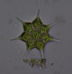 Monactinus simplex echinulatum