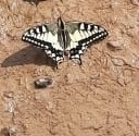 Papilio machaon