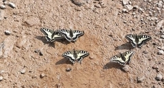 Papilio machaon