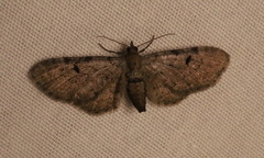 Eupithecia absinthiata