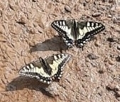 Papilio machaon