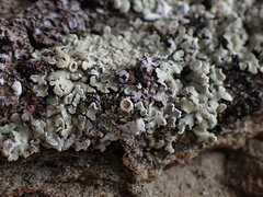 Protoparmeliopsis muralis