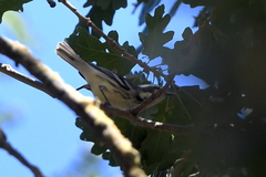 Setophaga nigrescens