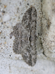 Anavitrinella pampinaria