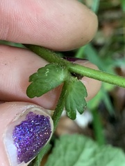 Geum