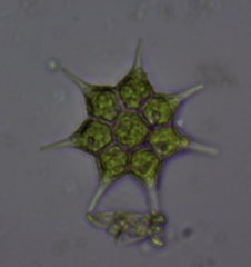 Monactinus simplex echinulatum